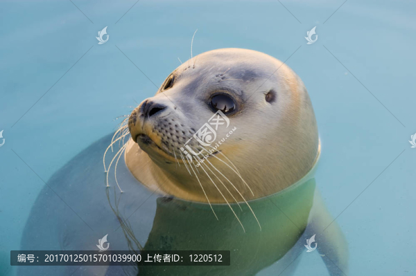 港灣海豹