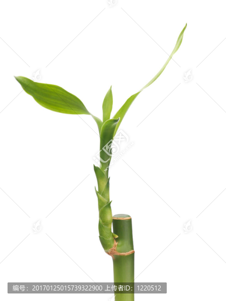 幸運(yùn)竹