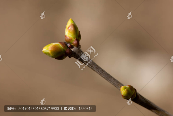 春枝