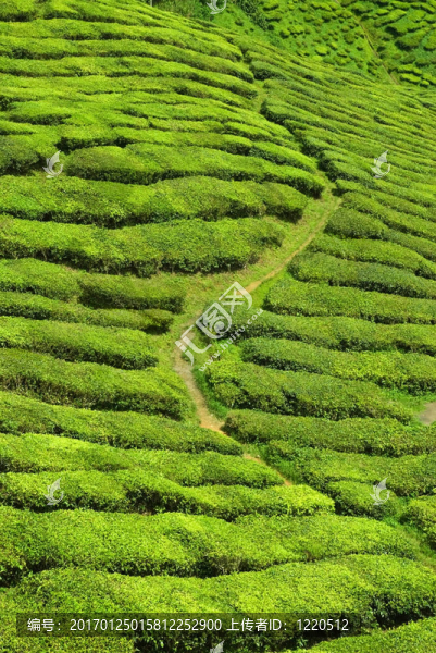 茶溪谷