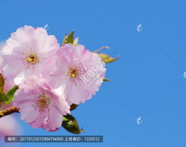 櫻花