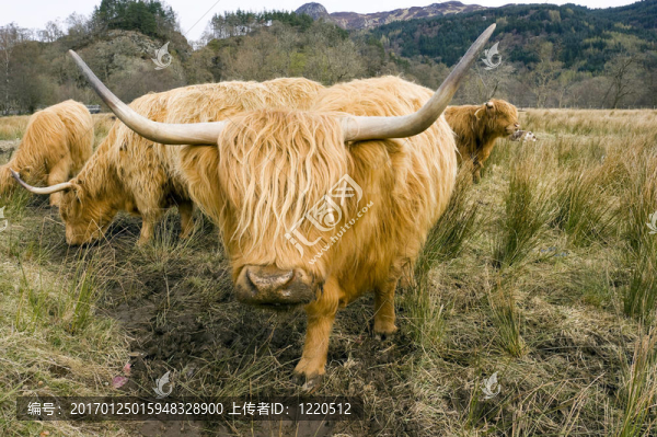 蘇格蘭高地牛