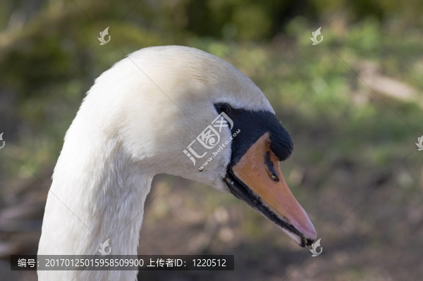 疣鼻天鵝