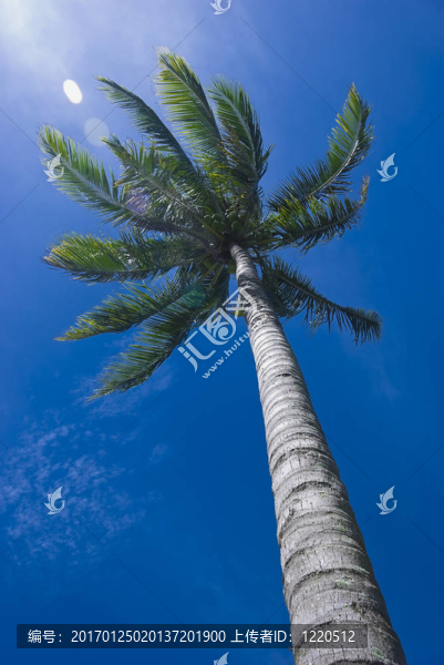 椰子樹
