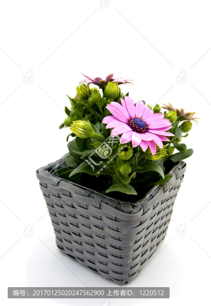 西班牙的雛菊