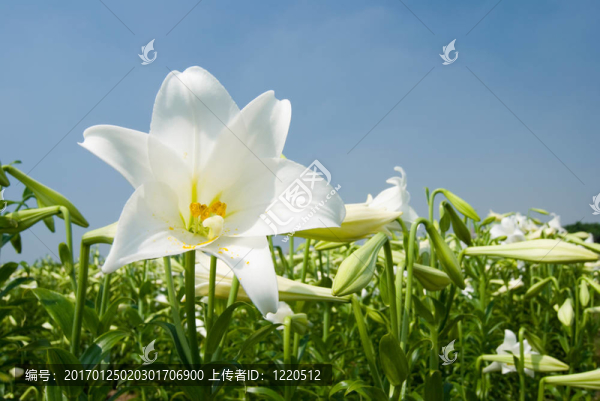 白色百合-匯圖網(wǎng) www.fosd68.com 白色百合