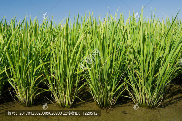 綠色的田野