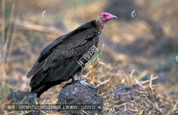 紅頭雕（Sarcogyps,calvus）