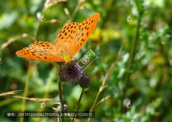 蝴蝶-匯圖網(wǎng) www.fosd68.com 蝴蝶