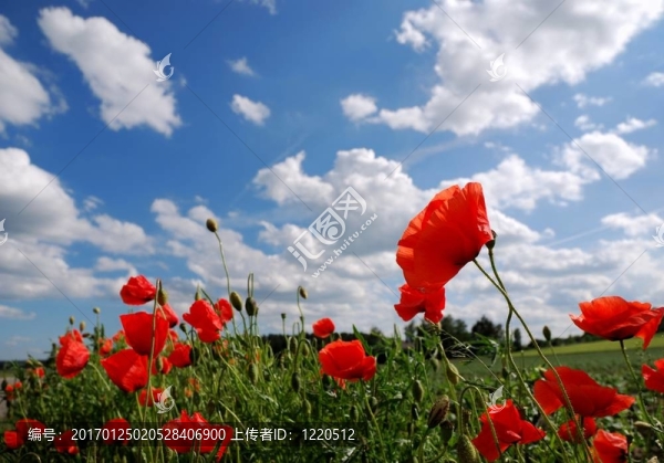 罌粟花