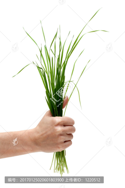 一堆綠色的草藥在手；確定