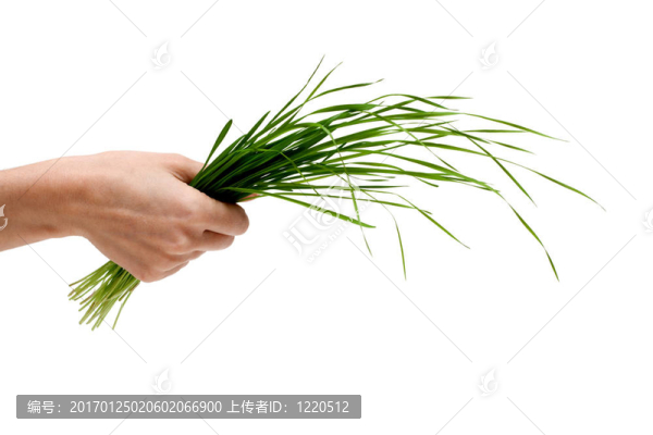 手上的一堆綠色藥草