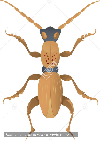 昆蟲