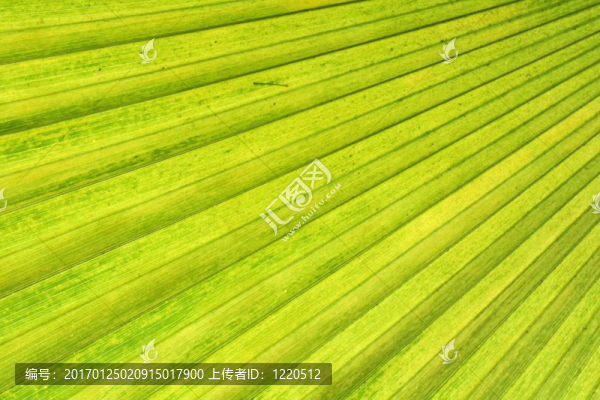 綠色的背景