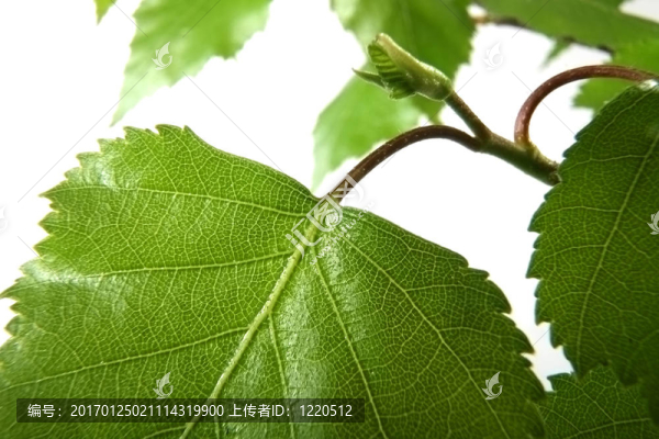 一片白