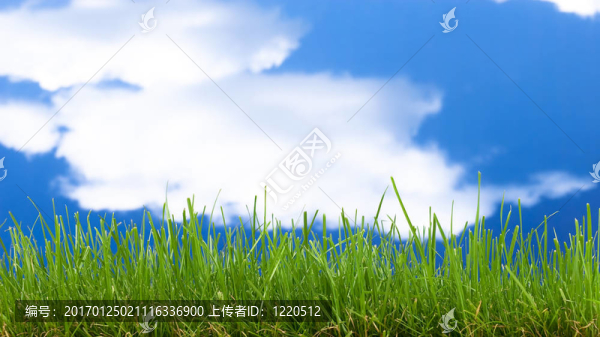 綠色的草