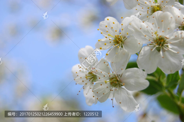 櫻花盛開(kāi)的春天白色-匯圖網(wǎng) www.fosd68.com 櫻花盛開(kāi)的春天白色