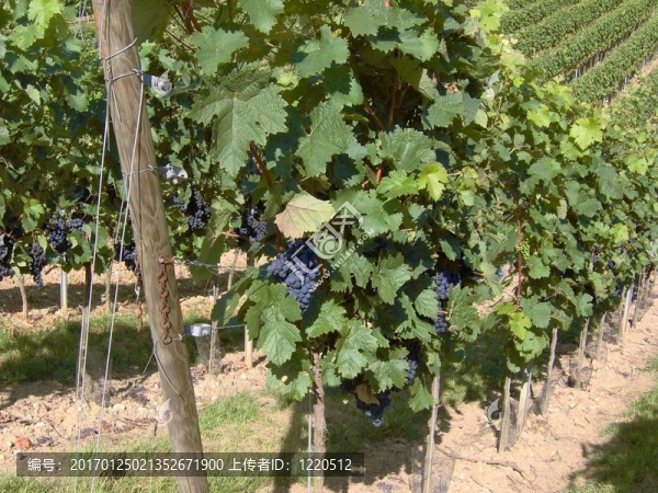 在弗朗科尼亞wineyard