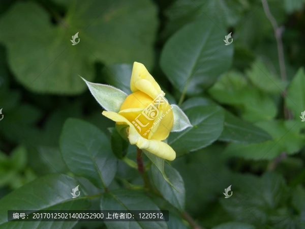 花園里的花