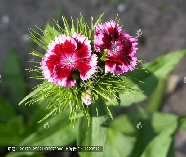 花園里的花