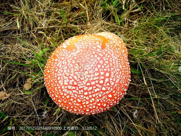 紅色的毒蘑菇