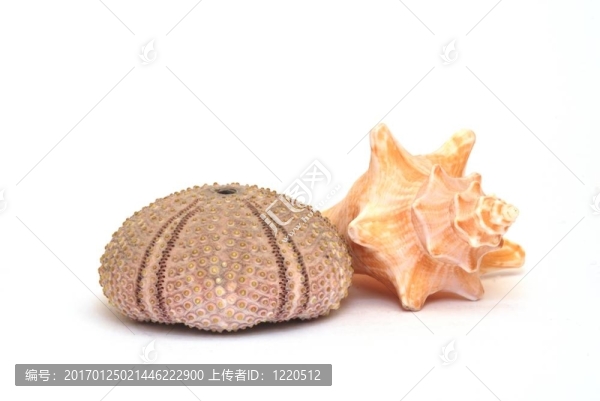 海膽和貝殼