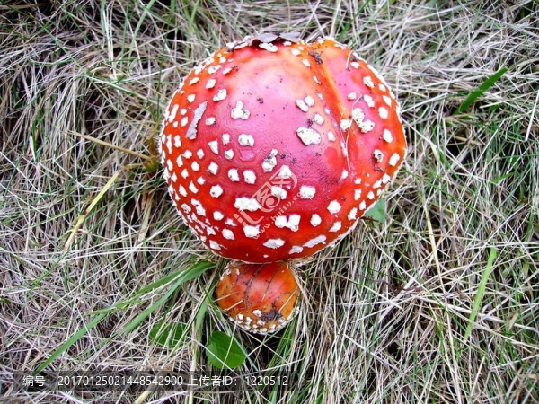 紅色的毒蘑菇
