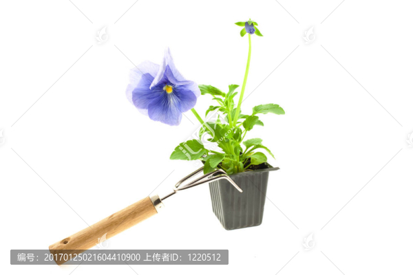 紫色三色堇的塑料盒芽和園藝工具