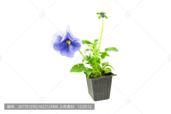 紫色三色堇的塑料盒發(fā)芽