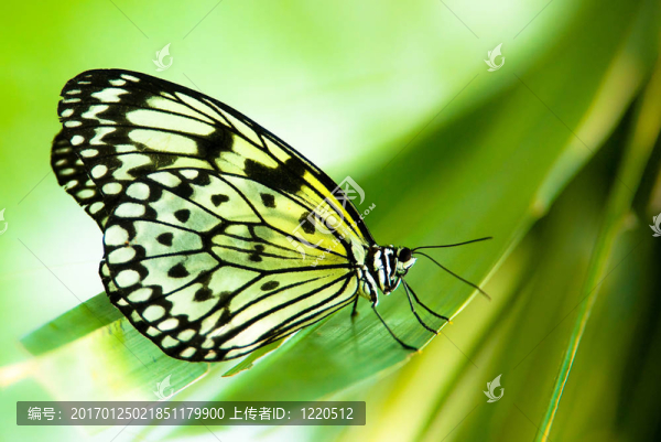 白樹若蟲的蝴蝶