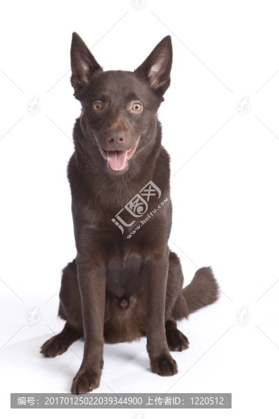可愛和有趣的澳大利亞牧羊犬