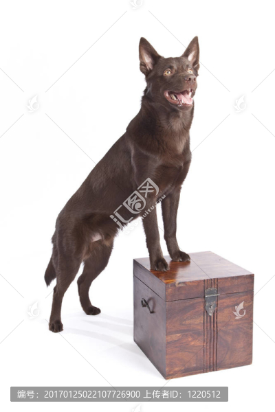 可愛和有趣的澳大利亞牧羊犬