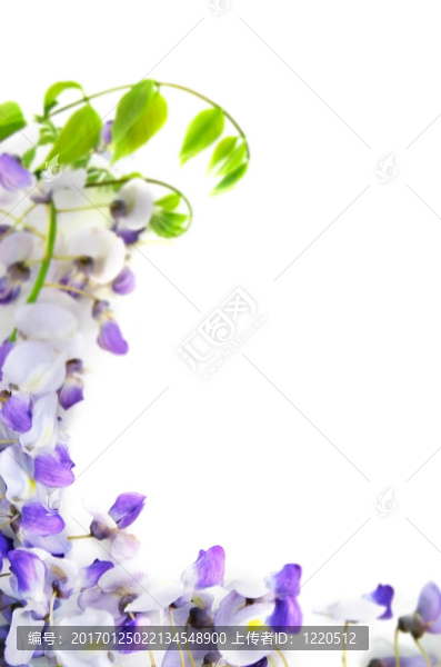 蘭花花白色的框架