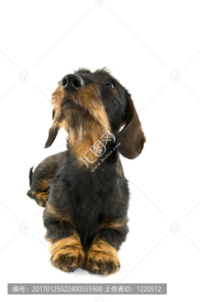 臘腸犬