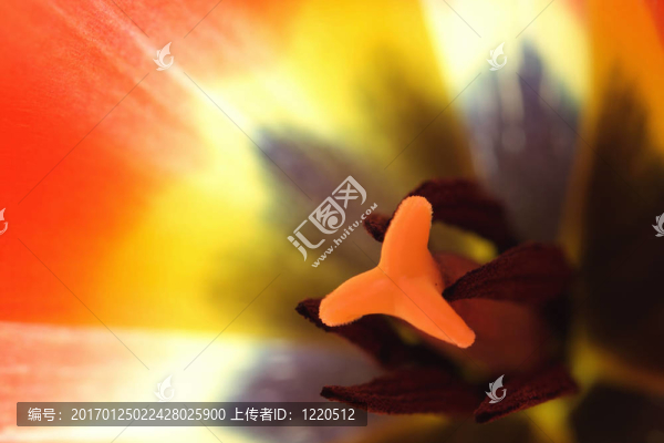 內(nèi)紅色郁金香花