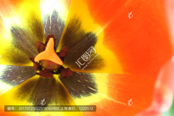 內(nèi)紅色郁金香花