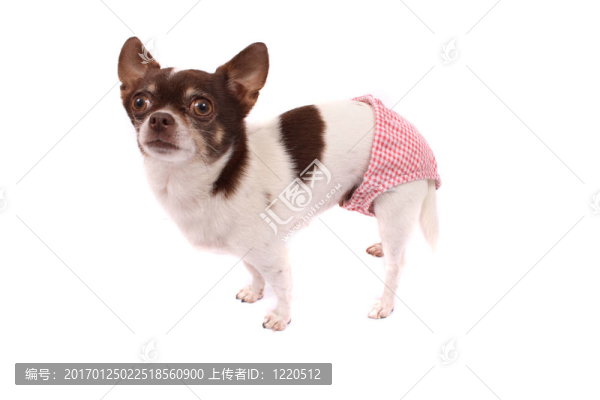 奇瓦瓦在等待