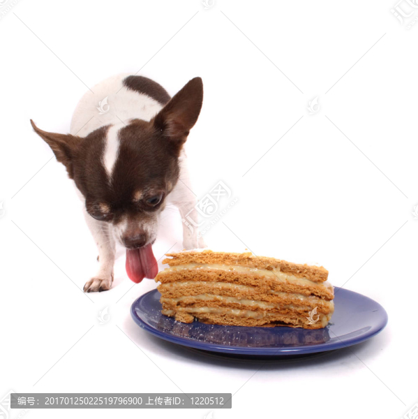 狗吃著新鮮的蛋糕