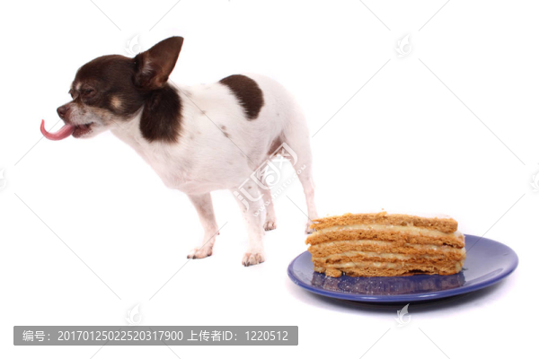 狗吃著新鮮的蛋糕