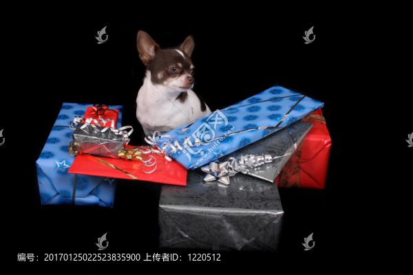 奇瓦瓦提出了