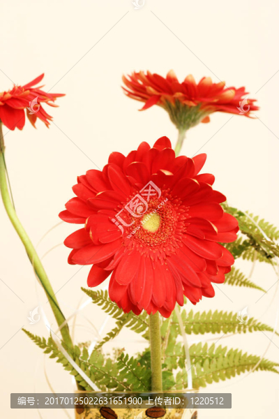 格柏雛菊