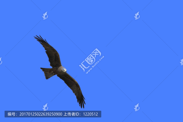 年輕的黑胸的鵟鷹