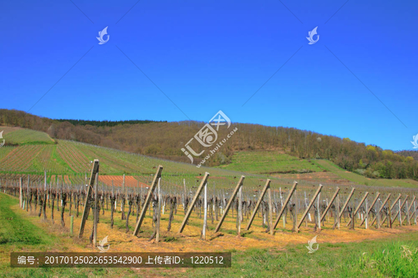 酒廠