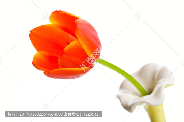 單一的橙色郁金香