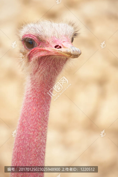 鴕鳥