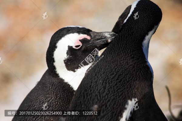 對企鵝夫婦