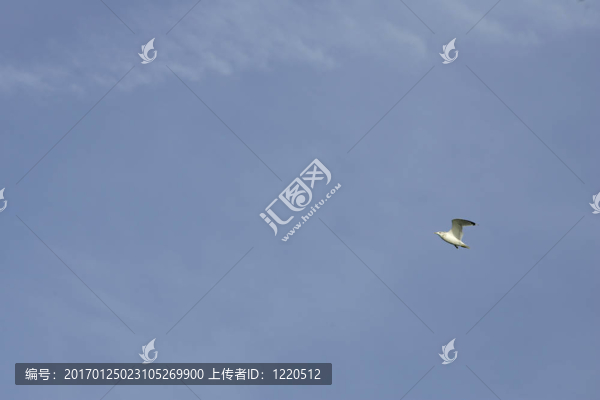 藍(lán)天與鳥