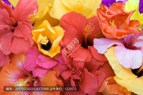 熱帶花卉-芙蓉和Bougainvillea