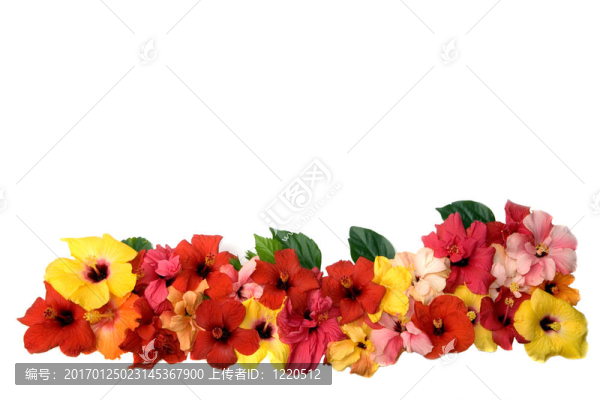 芙蓉花