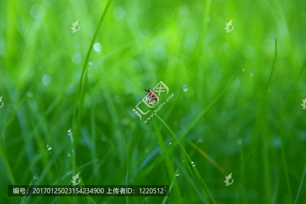 隨著露水的青草背景滴瓢蟲
